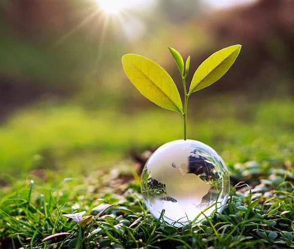 Sustainable Super Food